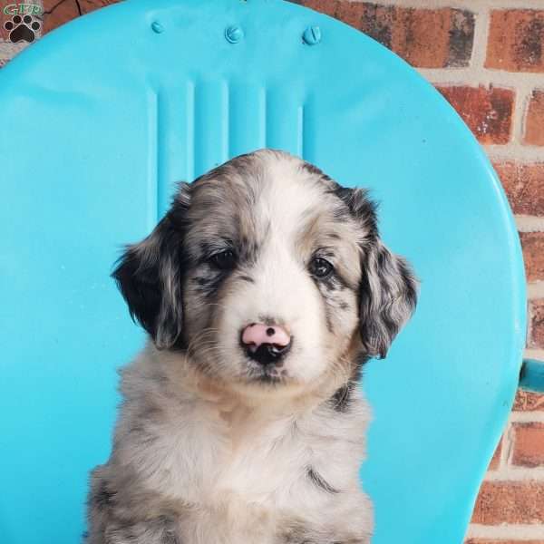 Marbles, Aussiedoodle Puppy