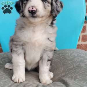 Marbles, Aussiedoodle Puppy