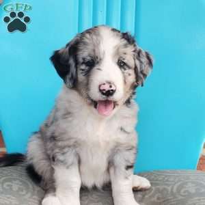 Marbles, Aussiedoodle Puppy