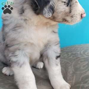 Marbles, Aussiedoodle Puppy