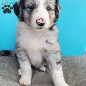 Marbles, Aussiedoodle Puppy
