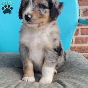 Mocha, Aussiedoodle Puppy