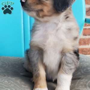 Mocha, Aussiedoodle Puppy