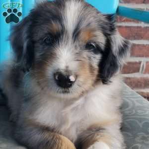 Mocha, Aussiedoodle Puppy
