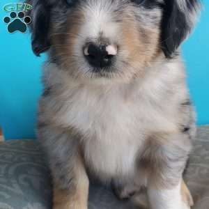 Mocha, Aussiedoodle Puppy