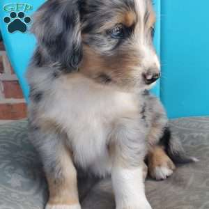 Mocha, Aussiedoodle Puppy