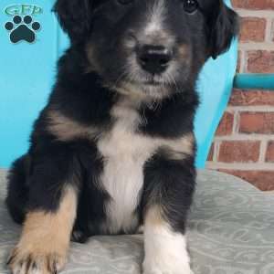 Maverick, Aussiedoodle Puppy