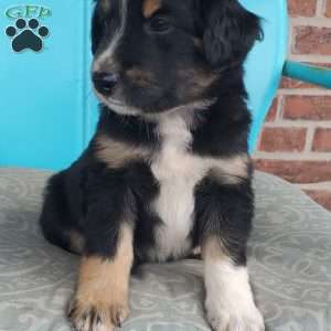 Maverick, Aussiedoodle Puppy