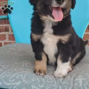 Maverick, Aussiedoodle Puppy