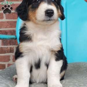 Monica, Aussiedoodle Puppy
