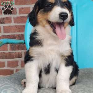 Monica, Aussiedoodle Puppy