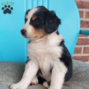 Mitzi, Aussiedoodle Puppy