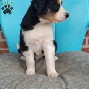 Mitzi, Aussiedoodle Puppy