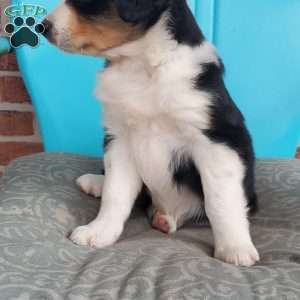 Mitzi, Aussiedoodle Puppy