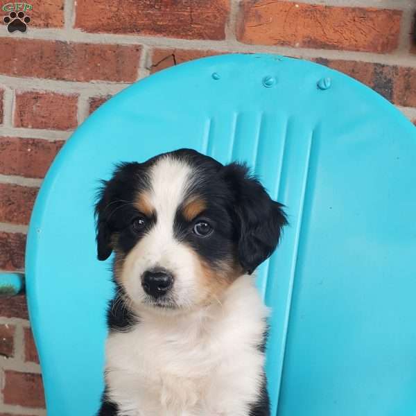 Mitzi, Aussiedoodle Puppy