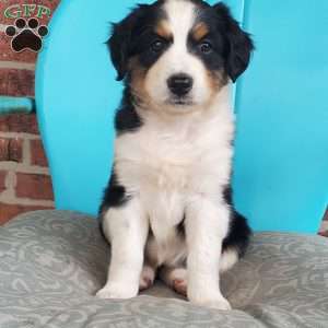 Mitzi, Aussiedoodle Puppy