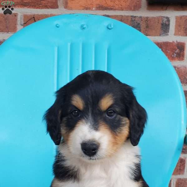 Monica, Aussiedoodle Puppy