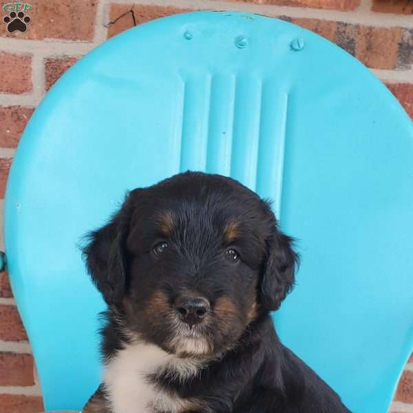 Milo, Aussiedoodle Puppy
