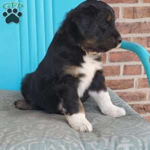 Milo, Aussiedoodle Puppy