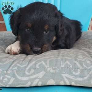 Milo, Aussiedoodle Puppy