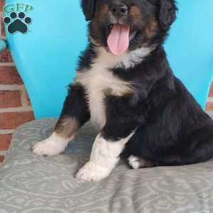Milo, Aussiedoodle Puppy