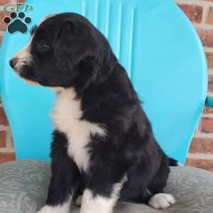 Marshall, Aussiedoodle Puppy