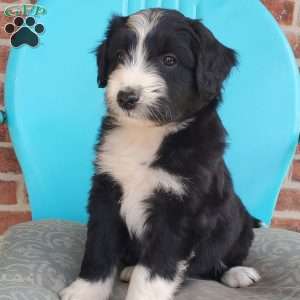 Marshall, Aussiedoodle Puppy
