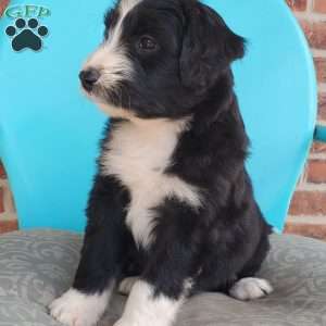 Marshall, Aussiedoodle Puppy