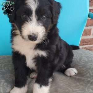 Marshall, Aussiedoodle Puppy