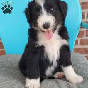 Marshall, Aussiedoodle Puppy