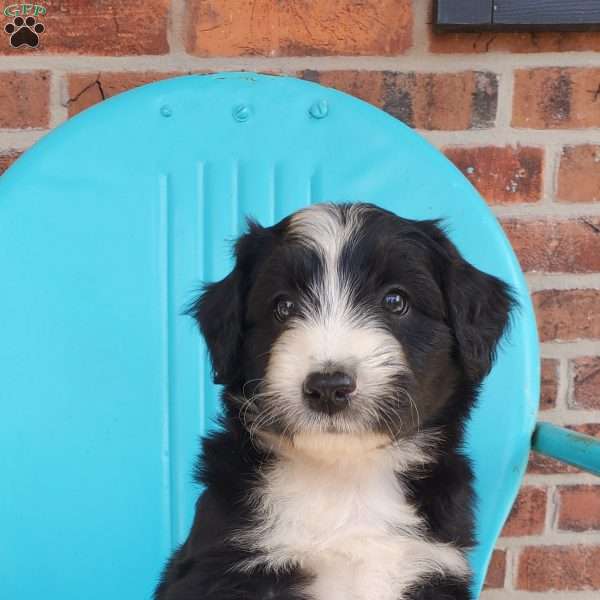 Marshall, Aussiedoodle Puppy