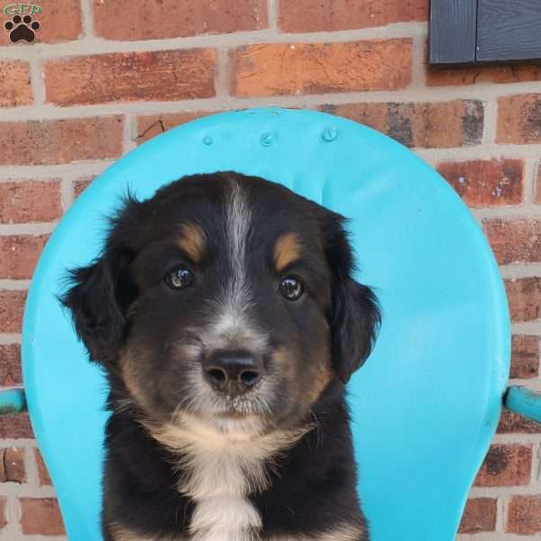 Maverick, Aussiedoodle Puppy