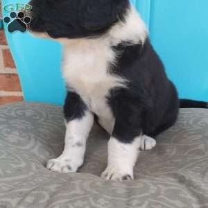 Muffin, Aussiedoodle Puppy