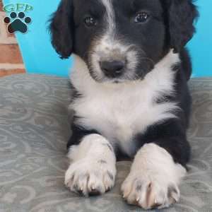 Muffin, Aussiedoodle Puppy