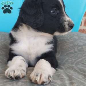 Muffin, Aussiedoodle Puppy