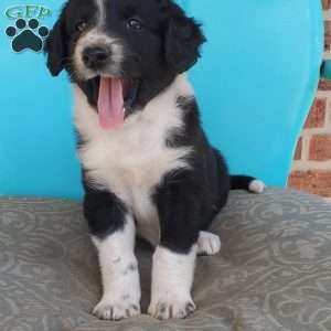 Muffin, Aussiedoodle Puppy