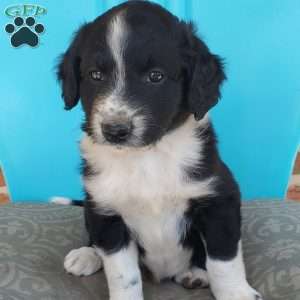 Muffin, Aussiedoodle Puppy