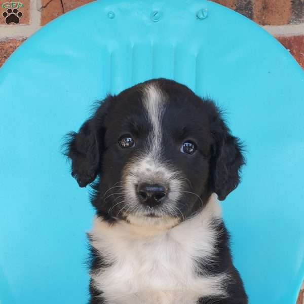 Muffin, Aussiedoodle Puppy