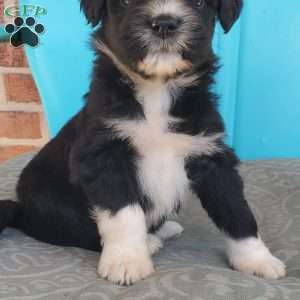 Munchkin, Aussiedoodle Puppy