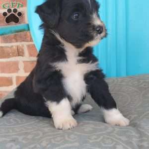 Munchkin, Aussiedoodle Puppy