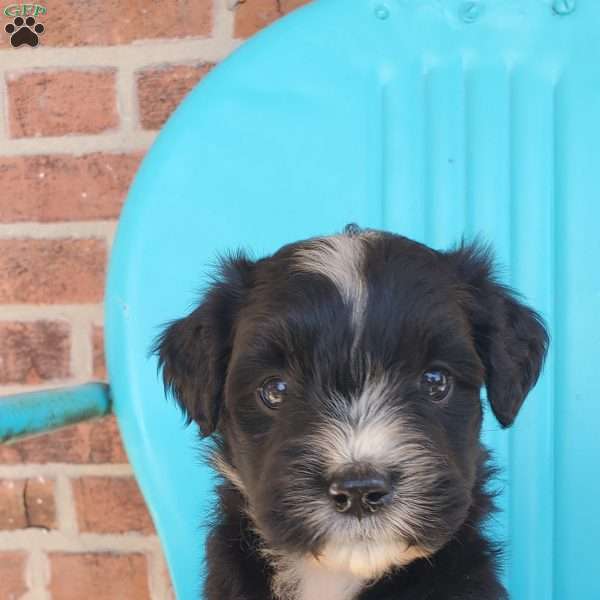 Munchkin, Aussiedoodle Puppy