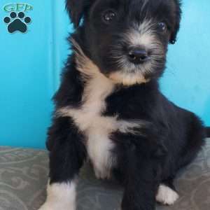 Munchkin, Aussiedoodle Puppy