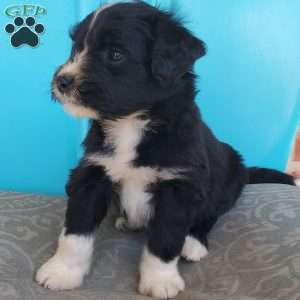 Munchkin, Aussiedoodle Puppy