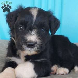 Munchkin, Aussiedoodle Puppy