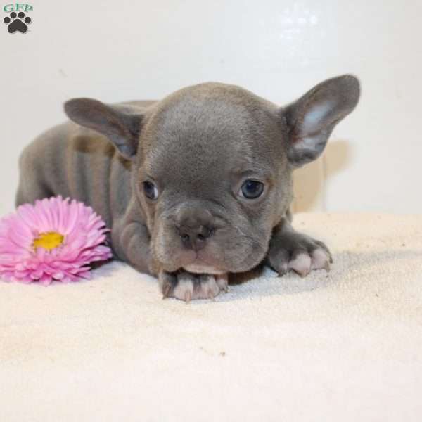 Kylie, French Bulldog Puppy