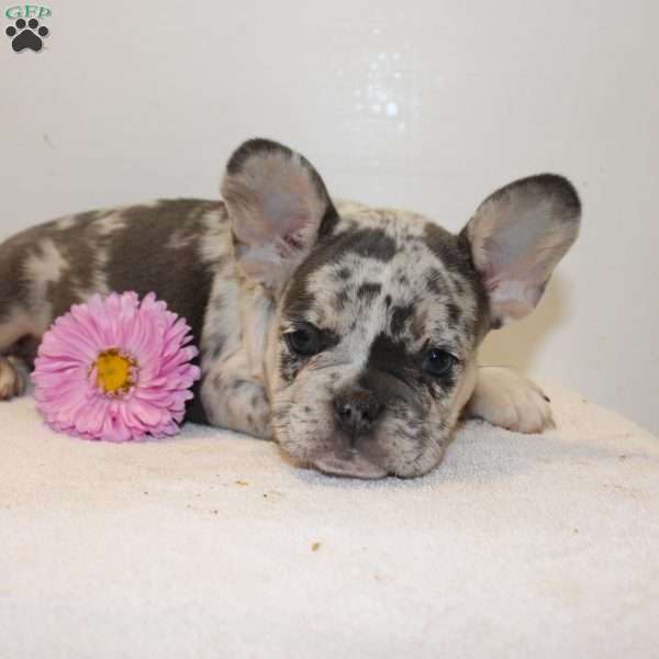 Kayla, French Bulldog Puppy