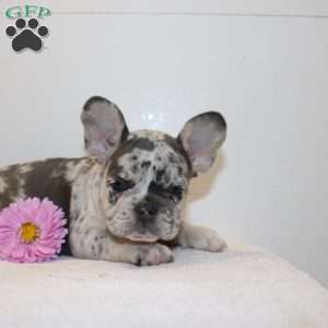 Kayla, French Bulldog Puppy