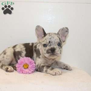 Crystal, French Bulldog Puppy