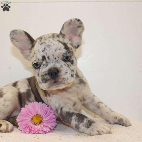 Crystal, French Bulldog Puppy