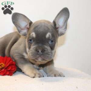King, French Bulldog Puppy